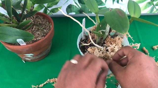 Egg Shells Calcium Fertilizer for Potted Orchid Plants смотреть онлайн