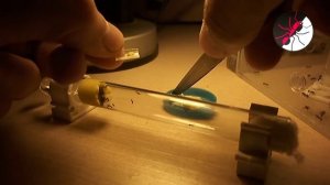 Муравьиная ферма. Античайник. Как кормить муравьев? Белок зимой.