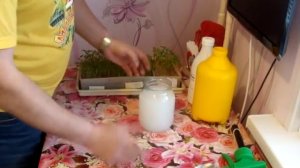 Как избавить рассаду от «черной ножки»