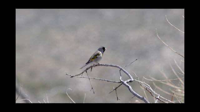Lawrence's Goldfinch смотреть онлайн