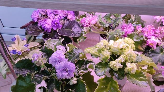 Весенние Фиалки