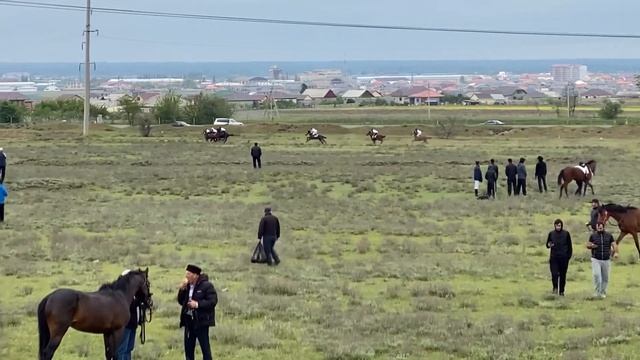 Скачки в Кизилюрте 01.05.2023. 1-й заезд, лошади 2-х лет, ( фальшстарт) смотреть онлайн