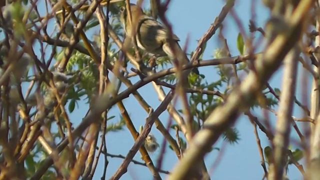ПТИЦА ОБЫКНОВЕННЫЙ СВЕРЧОК(Locustella naevia//Western Grasshopper Warbler) смотреть онлайн