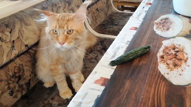 Мейкун Зефир и огурец) смотреть онлайн