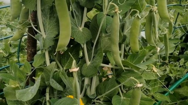 Борьба с мучнистой росой на горохе смотреть онлайн