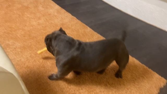Поздравляем Уно с днем рождения, американский булли, American Bully смотреть онлайн