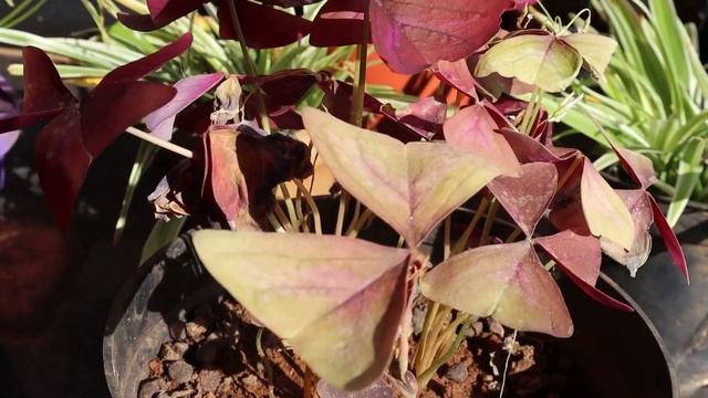 Oxalis Triangularis Plant care смотреть онлайн