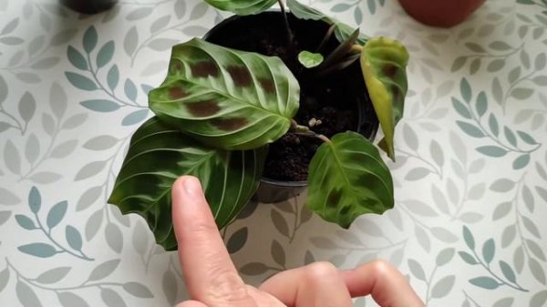 МАРАНТА BLACK.