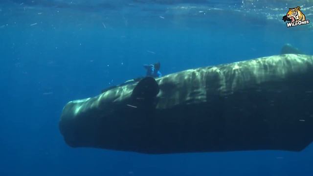 Sperm Whale: The Ocean's Biggest Threat! смотреть онлайн
