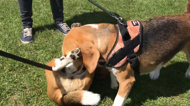 AWESOME BEAGLE PARTY EVENT! Bunny Chase - Pool - Beagle Race and MORE! смотреть онлайн