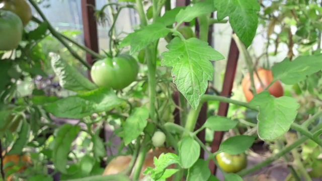 28-29.08.21 Дача,последние выходные лета,розы цветут,томат "Пузата хата" будем взвешивать смотреть онлайн