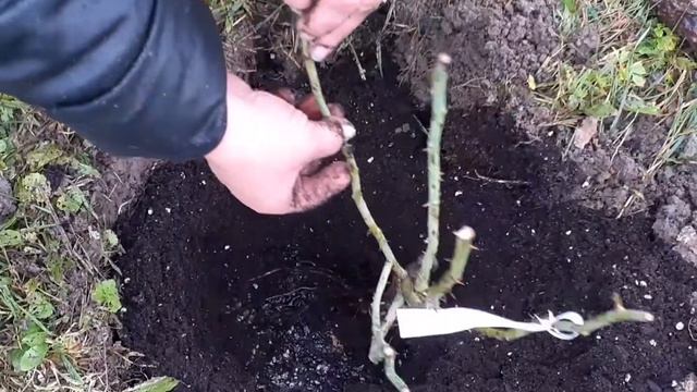 Как посадить розы? Осенняя посадка роз🌹🌹🌹. смотреть онлайн