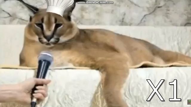 Шлёпа Пельмени мем скорость 999х