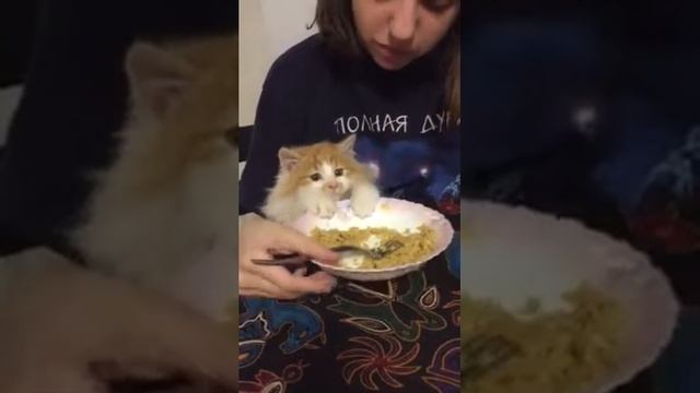 муля ест плов смотреть онлайн
