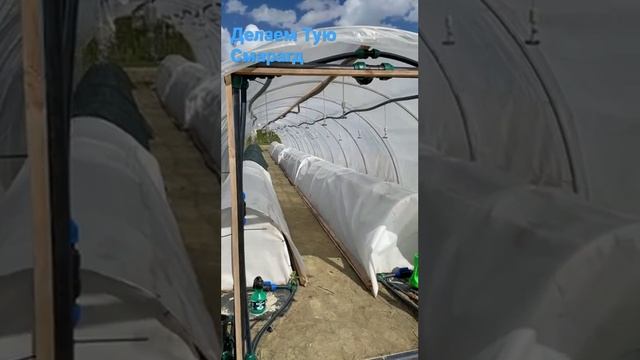 Это отличный вариант как можно размножать тую западную Смарагд и Брабант древесным черенком. смотреть онлайн