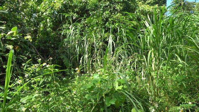 Harvest ripe bananas, redo the kitchen, cook rice, with pork soup,build daily life смотреть онлайн