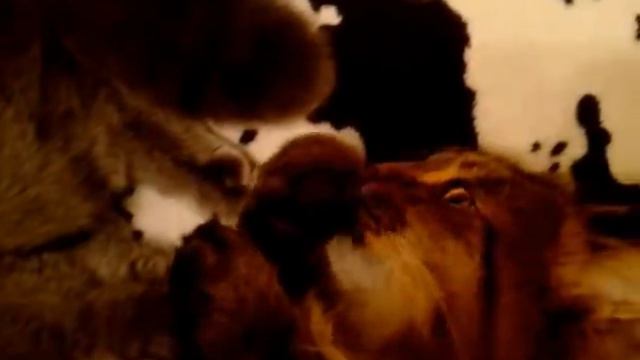 Кот сосет свою лапу смотреть онлайн