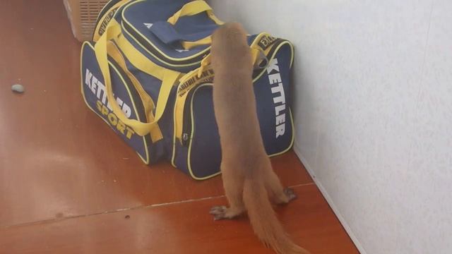 Сибирский колонок и спортивная сумка / Siberian Weasel / Kolonok And A Bag