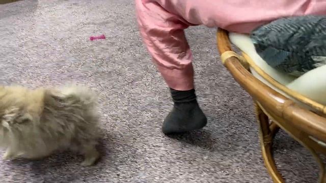 Не берите маленькие породы собак. Не повторяйте наших ошибок. ((((