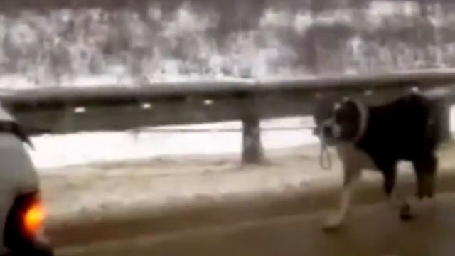 Машина мчалась по трассе, волоча за собой привязанного алабая, истекавшего кровью… смотреть онлайн