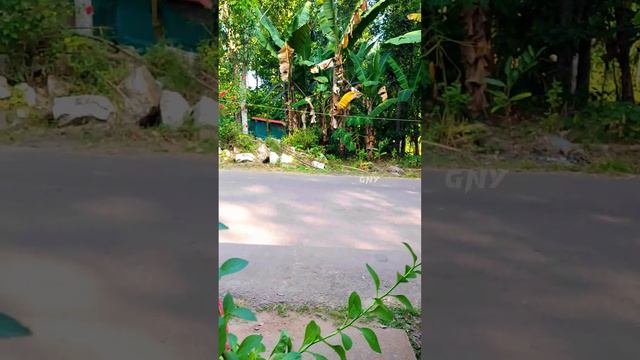 ചൂടുകാലത്തും | മഴക്കാലത്തും പെറ്റോണിയ നടുന്ന വ്യത്യാസം смотреть онлайн