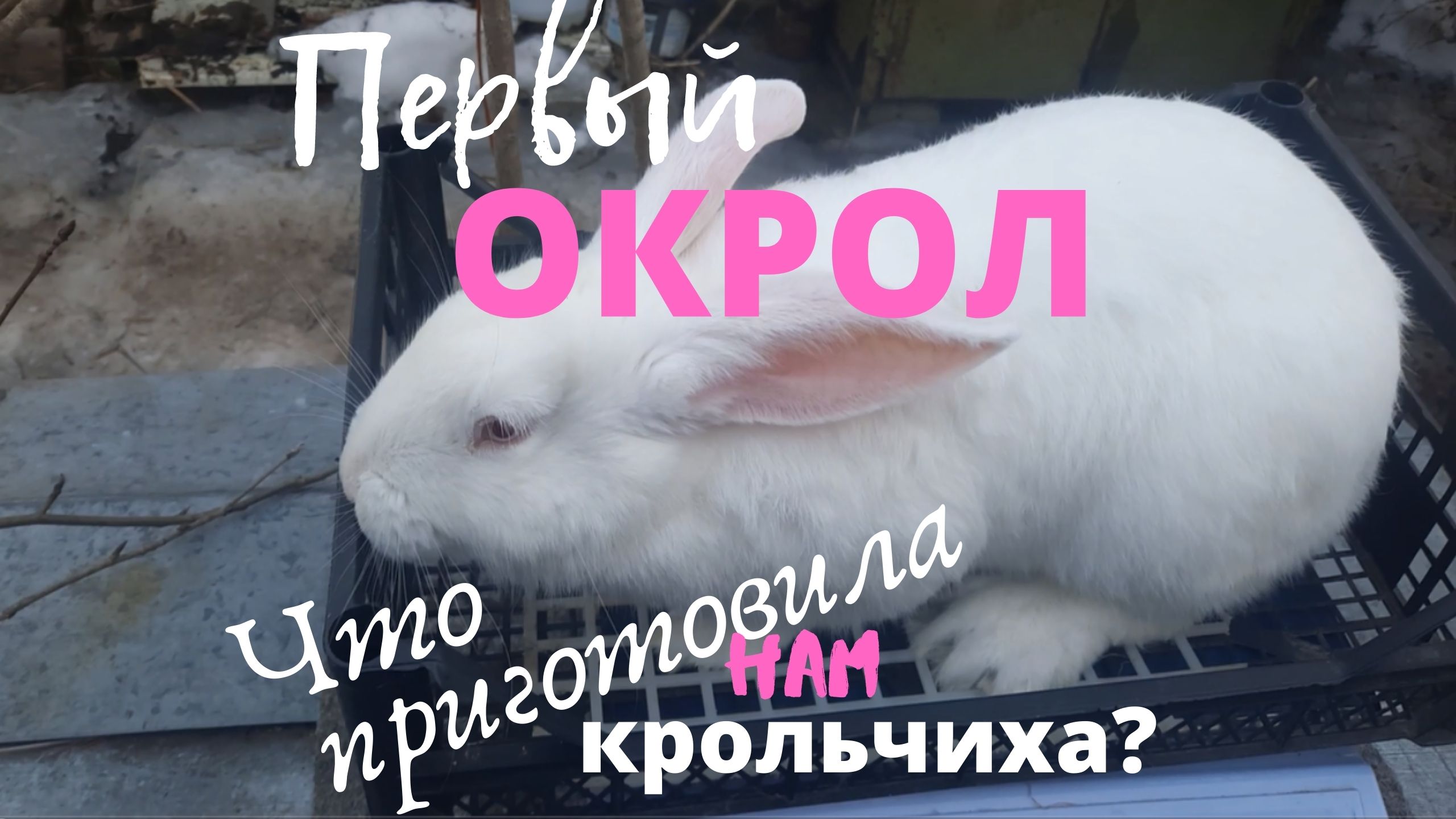 Кролики. Молодая самочка впервые принесла приплод. смотреть онлайн