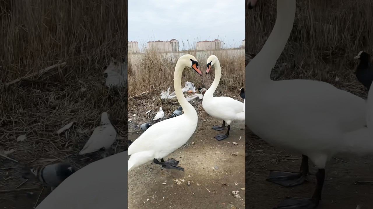Крым сегодня. Евпатория. смотреть онлайн