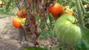 Томат "Бычий лоб"