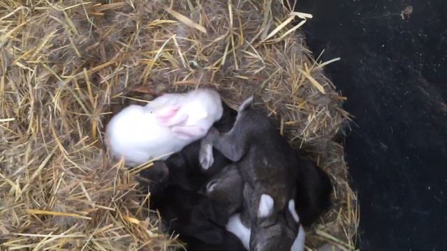 В общей клетке родились крольчата !))) Кто-то из девочек был мальчик !)))) смотреть онлайн