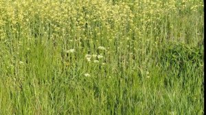 Настрои Сытина на преодоление неврастении