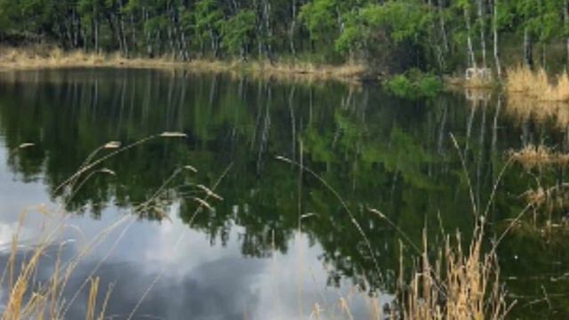 “Он просовывал лапки сквозь забор, чтобы обнять её…” Любовь раненого бобра ошеломила всех смотреть онлайн