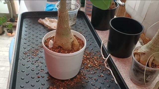 Расперли горшки! ? Пересаживаю цветущие адениумы! смотреть онлайн