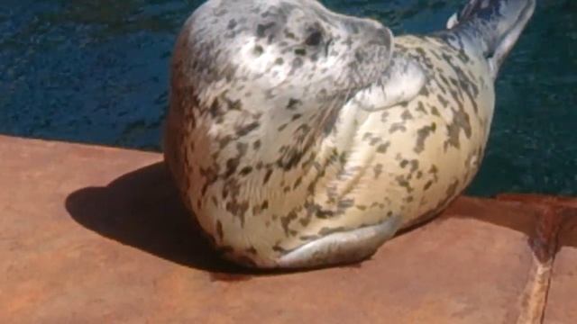 Морской котик вылез из воды погреться на солнышке. Тюлень смотреть онлайн