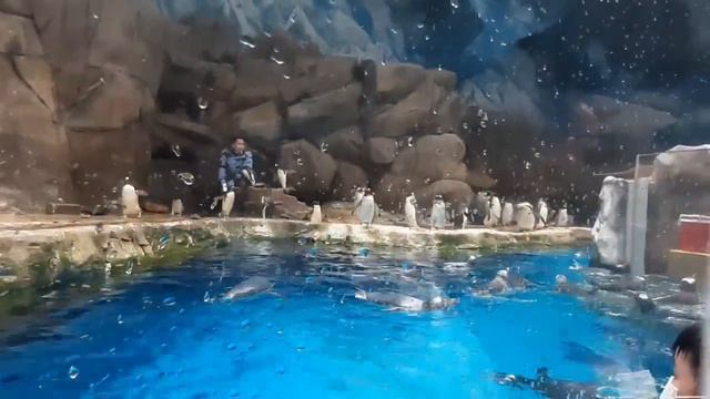 South pole spectacular/Ocean park hongkong смотреть онлайн