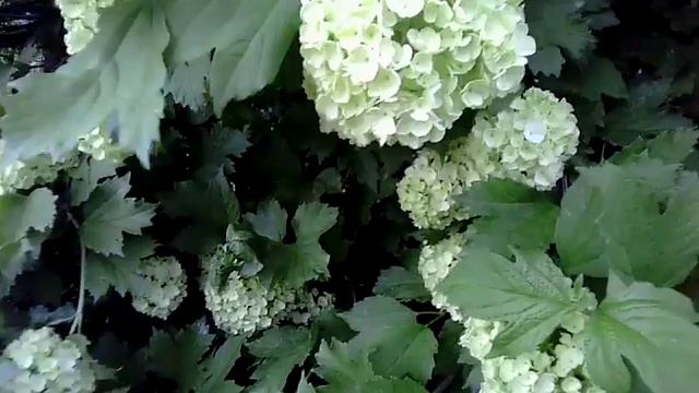Зеленая гортензия смотреть онлайн