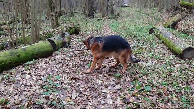 БАРС И ШАГАНЭ