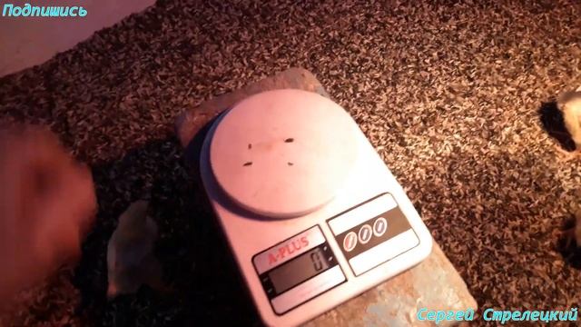 Эффективное отопление, вес бройлеров в 7 дн, как цыплята набирают вес!!! смотреть онлайн