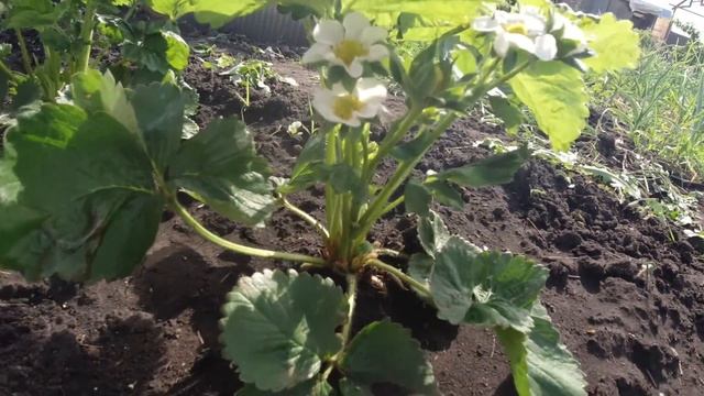 Важно!!! Ранняя посадка клубники смотреть онлайн