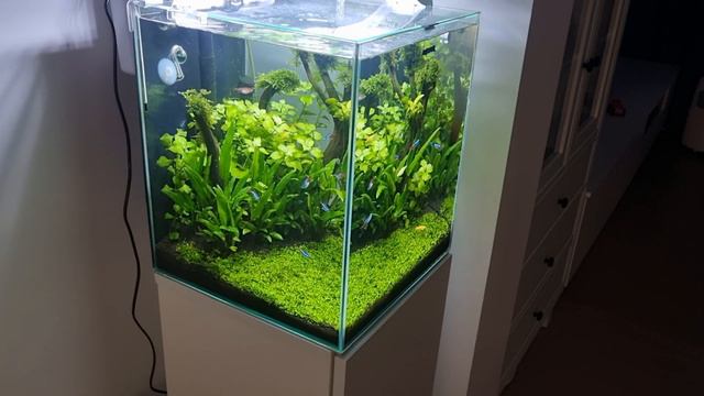 Akwarium Kostka 49l - AQUAEL Shrimp Set Duo + Szafka (po 2 Miesiącach)