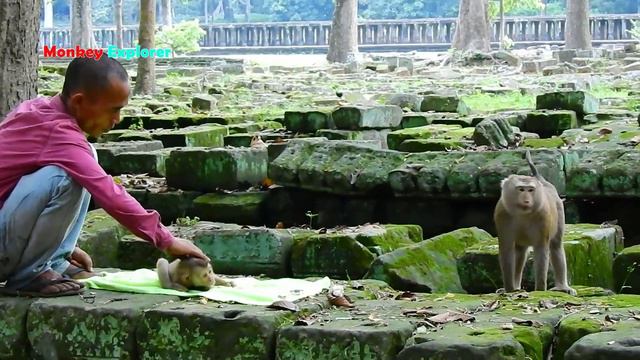 MG! The most disappointed & regretful Bonita monkey tries hard again&again to adopt Savana BUT fail смотреть онлайн