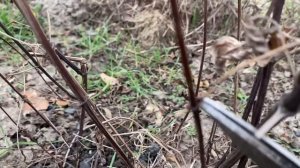 ВЕСЕННЯЯ ОБРЕЗКА КЛЕМАТИСОВ . Размножение одревесневшими черенками. ОБРЕЗАЮ клематисы 3 группы