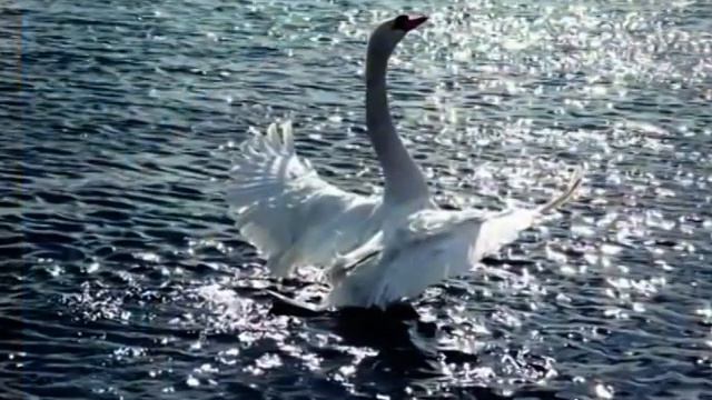 Le Cygne C. Saint-Saëns Ulianov (contratenore), Elena Gavrilova (piano) смотреть онлайн