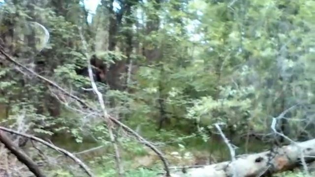 Ручей "Зуевский ключик". Сибирь. Такими ручейками питаются великие реки сибири смотреть онлайн