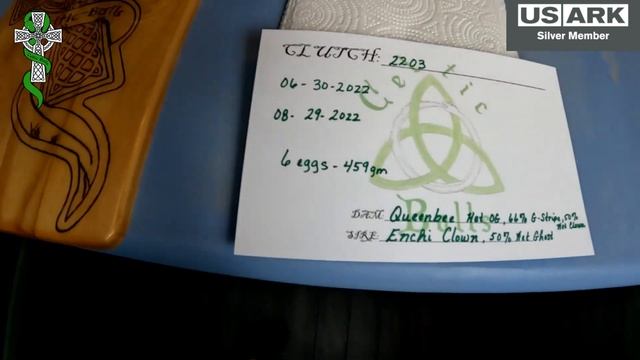 Baby Ball Python Snakes and a Double Egg Cutting #ballpython #youtuber #subscribe смотреть онлайн