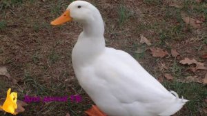 Развивающие игры для детей. Звуки домашних животных - как говорят животные