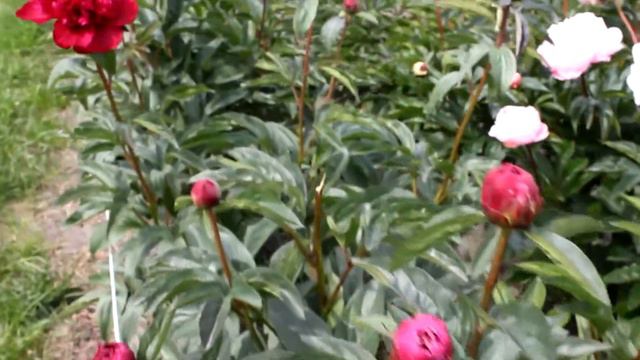 Lactiflora Felix Crousse | R2 Flowers BV | Peonies смотреть онлайн