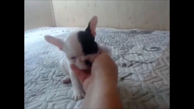 Sales Girl French Bulldog № 3 смотреть онлайн