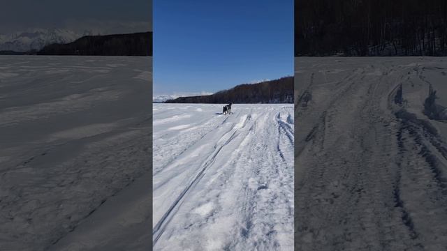Spring Time Walks In The Snow. #alaska #dogvideo #heeler #bordercollie #sunshine