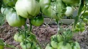 Томат КОРОЛЬ СИБИРИ