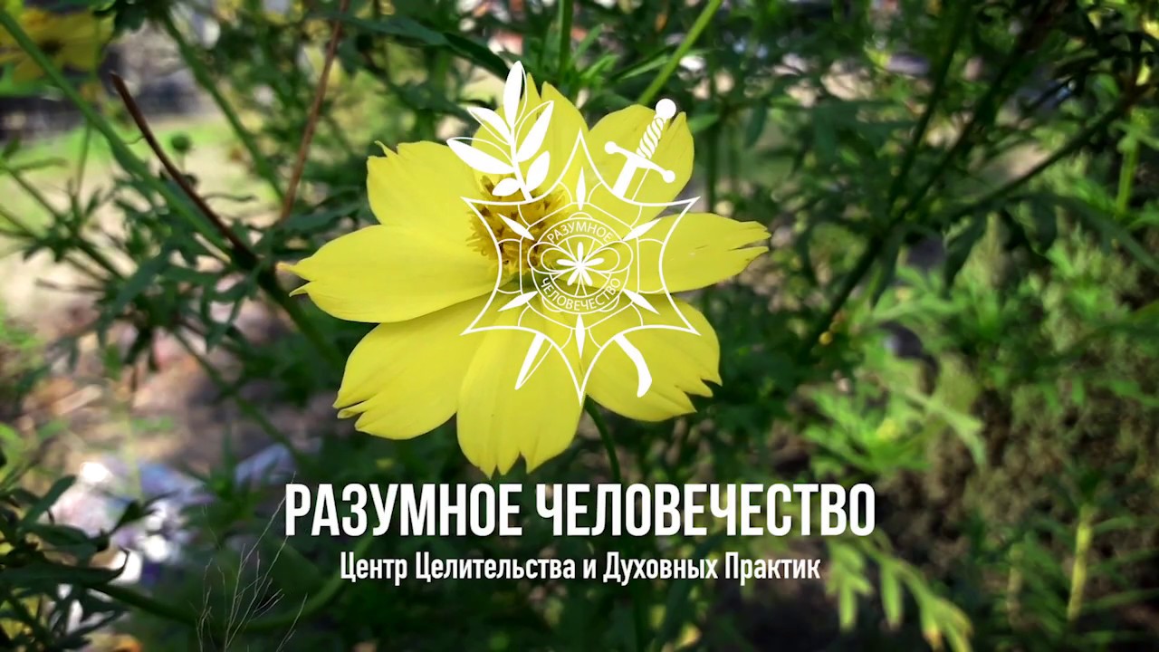 Разумное Человечество